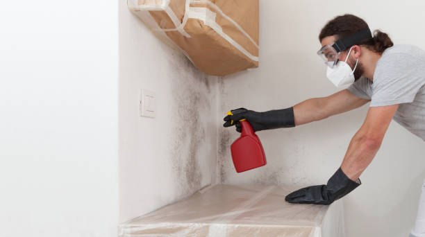 Professional Black Mold Removal technician working in Riva, MD